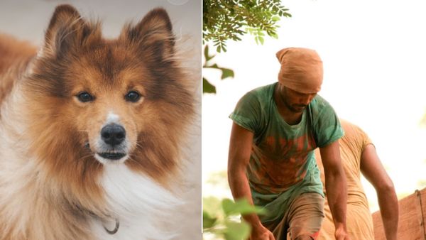 कुत्तों के वफादार ने इंसानियत को किया दागदार! नौकरों की बजाय जानवर पर लुटाई बेशुमार दौलत, कोर्ट पहुंचा मामला