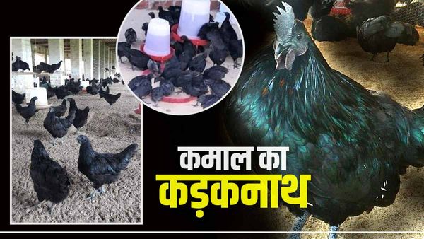 Kadaknath पालन कर लाखों में करें कमाई, बस इतने समय में हो जाएंगे मालामाल