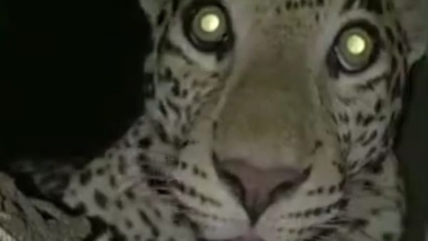 Indore News: पातालपानी और कालाकुंड जाने वाले पर्यटक सावधान, तेंदुए ने किया शिकार