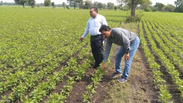 MP News: कितने इंच बारिश के बाद करें सोयाबीन की बोवाई, कृषि वैज्ञानिकों ने बताया