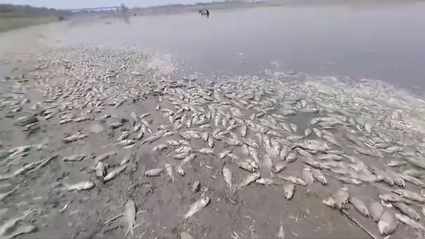 MP News: डैम में एक साथ लाखों मछलियों ने दम तोड़ा, चौंकाने वाला कारण सामने आया