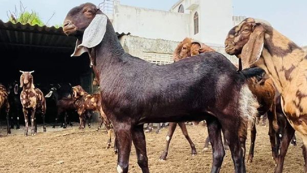 MP News: बकरी पालन से लाखों कमाने का मौका, यहां मिलेगी खास ट्रेनिंग