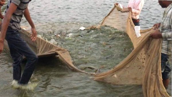 MP News: इस शहर में मछली पकड़ने पर बैन, कारण जान सभी चौंके