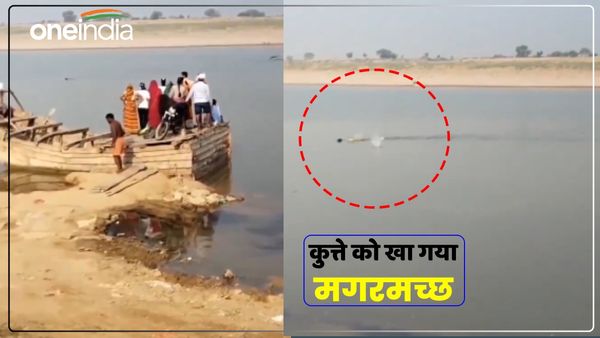 Agra News: चंबल नदी में तैर रहे कुत्ते को खा गया मगरमच्छ, लोगों ने पत्थर फेंके लेकिन नहीं हटा, देखें Video