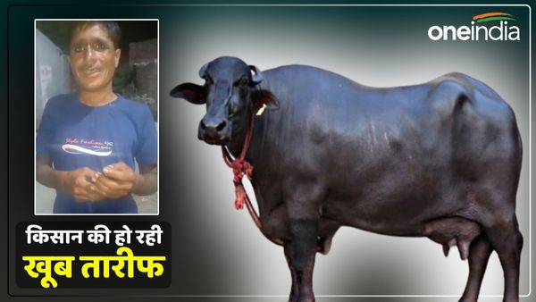 भैंस ने दिया बच्चे को जन्म, किसान ने बुला ली पुलिस, बताई ऐसी वजह, हो रही खूब तारीफ, देखें Video