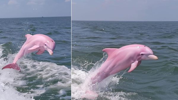 समुद्र तट पर फंसी हुई थी गुलाबी डॉल्फिन, हैरतअंगेज तस्वीरें हुईं वायरल, लोग बोले- 'ऐसा रोज नहीं दिखता'