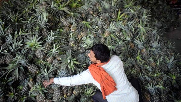 दुनिया का महंगा अनानास, एक फल की कीमत में आ जाएगा कई महीनों का घर का पूरा राशन, उगे सिर्फ इतने फ्रूट