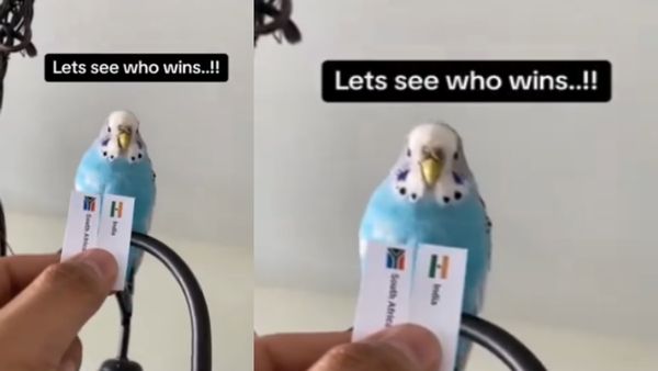 South Africa vs India Final: वर्ल्ड कप फाइनल में इस टीम की जीत पक्की! तोते ने पर्ची उठाकर की भविष्यवाणी