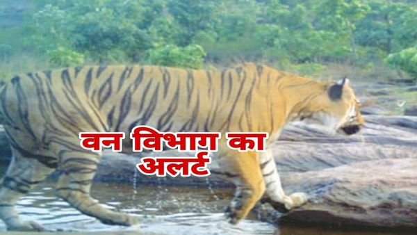 Bhopal News: जंगल में पानी की कमी से राजधानी के आसपास बढ़ा टाइगर मूवमेंट, वन विभाग का अलर्ट जारी
