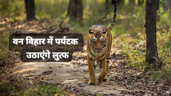 Bhopal News: 400 रुपए में जंगल सफारी से टाइगर सहित अन्य जानवरों का कर सकेंगे दीदार