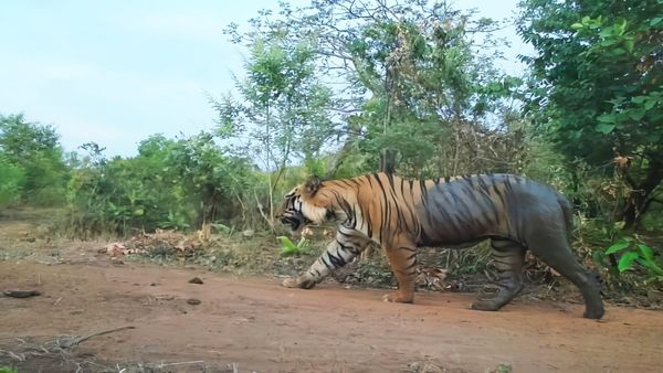 MP News: आदमखोर रॉयल रायसेन अर्बन टाईगर को वन विभाग ने पकड़ा, सतपुड़ा- कान्हा टाइगर रिजर्व की टीम को मिली सफलता