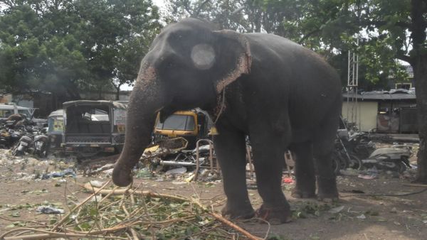 Bhopal News: भोपाल भानपुर में हथनी को आया गुस्सा, महावत को कुचला, सतना जिले से भीख मांगती हुई आ रही थी टोली