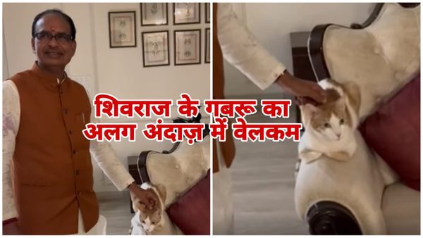 MP News: शिवराज सिंह चौहान की पालतू बिल्ली गबरू ने भी अलग अंदाज में किया वेलकम, स्वागत में लगे 100 मंच