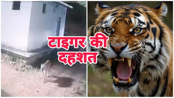 Bhopal News: बाघ के मूवमेंट से रहवासियों में फैली दहशत, वन विभाग में अलर्ट किया जारी