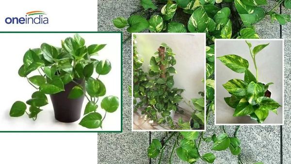 Vastu Tips: वास्तुदोष को दूर करने के लिए सावन में लगाएं पेड़-पौधे, बुध भी रहेंगे प्रसन्न