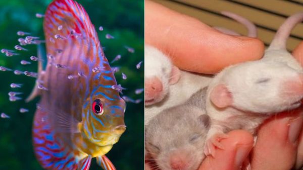 ये नफरत या फिर कुछ और! अपने ही बच्चों को खा जाते हैं ये जानवर, वजह जानकर रह जाएंगे दंग