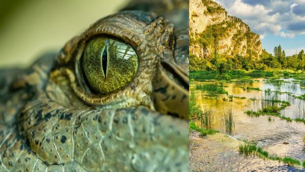 3 साल तक मगरमच्छ ने किया शख्स का इंतजार, पहली बार नहीं हुआ सफल तो अब यूं ले गया अपने साथ....