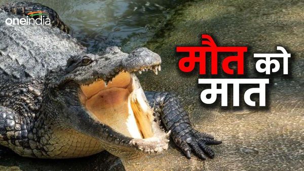 चंबल नदी किनारे युवक को मगरमच्छ ने पानी में खींचा, आधे घंटे तक दोनों के बीच चली जंग और फिर हुआ कुछ ऐसा