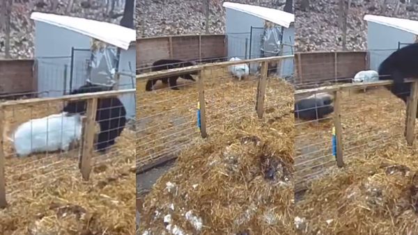 Video: सुंअर के बाड़े में घुसना भालू को पड़ा महंगा, छोटे से जानवर ने कर दिया बुरा हाल