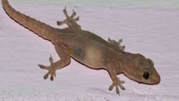 सरकारी हॉस्टल के नाश्ते में निकली 'छिपकली'!, 35 छात्र पहुंचे अस्पताल, मचा हंगामा, जानिए कहां का है मामला