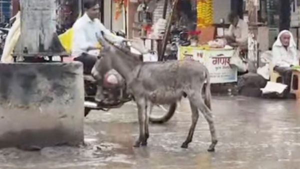 MP News: चोरों को छोड़ कर गधों को ढूंढने में लगी है मध्य प्रदेश पुलिस, मामला जानकर हैरान रह जाएंगे आप