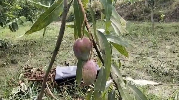 100-200 नहीं सहारनपुर के इस आम की कीमत है 3.50 लाख रुपए किलो, फिर भी किसान नहीं चाहता है बेचना