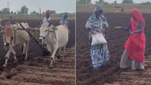 MP News: खेत में बोवनी करते दिखी मंत्री की सांसद पत्नी, Video Viral