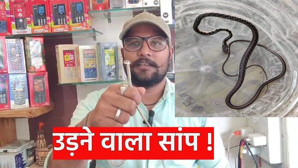 Rajasthan News: राजस्थान कहां से आया उड़ने वाला सांप,डीएफओ हरीकिशन सारस्वत ने बताई सच्चाई !