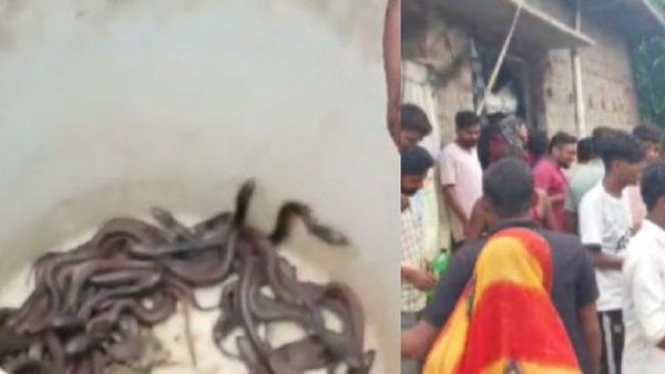 Kushinagar News: एक साथ इतने कोबरा देख उड़ जाएंगे आपके होश, देखें Video