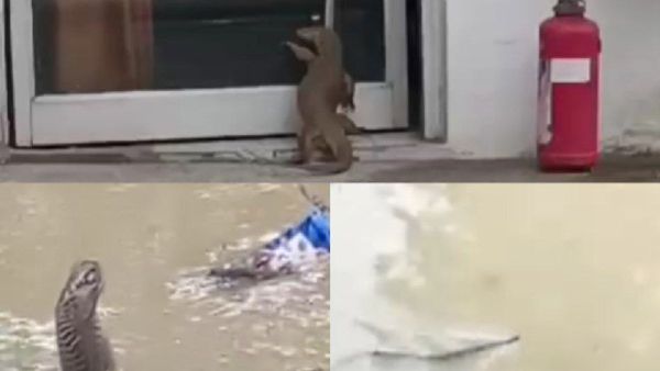 UP News: शाहजहांपुर में बाढ़ का प्रकोप, पानी में घूम रहे सांप और मगरमच्छ, लोगों में दहशत