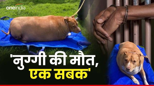 Nuggi : रोज 10 पीस चिकन, चलने में निकले दम, पालतू डॉग के पोस्टमार्टम से खुले ऐसे राज, मालकिन पहुंची जेल