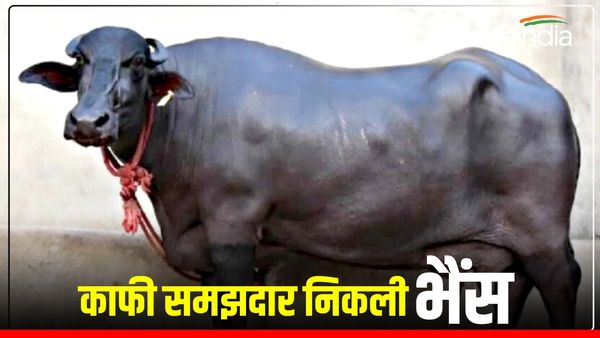 UP News: चतुर भैंस! थाने में बंधी भैंस ने ढूंढ लिया 'असली मालिक', पल भर में हल हुई समस्या