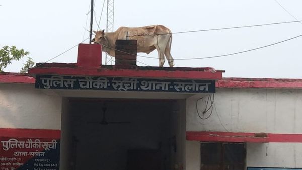 Raebareli: सलोन थाने की छत पर कैसे चढ़ा आवारा सांड, सोशल मीडिया पर वायरल हो रहा फोटो