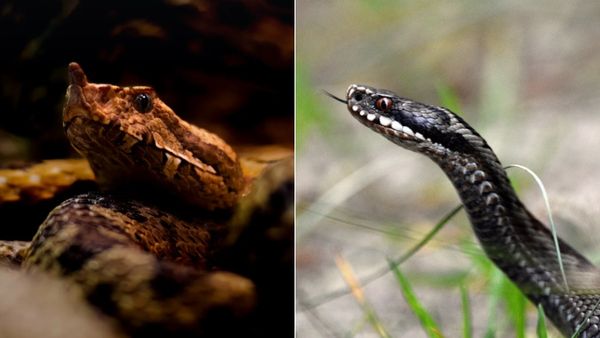 ना किंग कोबरा और ना ही पायथन, ये है सबसे खतरनाक सांप! एक्सपर्ट भी देते हैं पहचानने की सलाह
