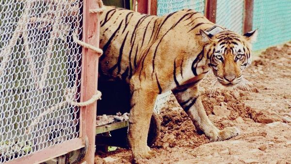मध्य प्रदेश में टाइगरों को बचाने के लिए वन विभाग का बड़ा फैसला, अंडरग्राउंड होगी बिजली वायरिंग, AI की मदद भी