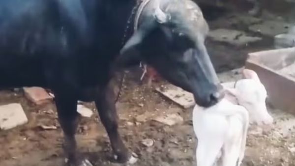 राजस्थान के करौली में काली भैंस ने दिया सफेद बछड़े को जन्म, देखने को उमड़ा पूरा गांव