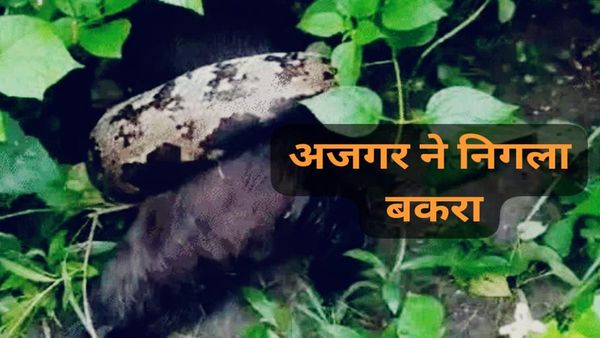 Sagar News: सागर में 12 फीट के अजगर ने बकरे को निगला, वन विभाग ने किया रेस्क्यू