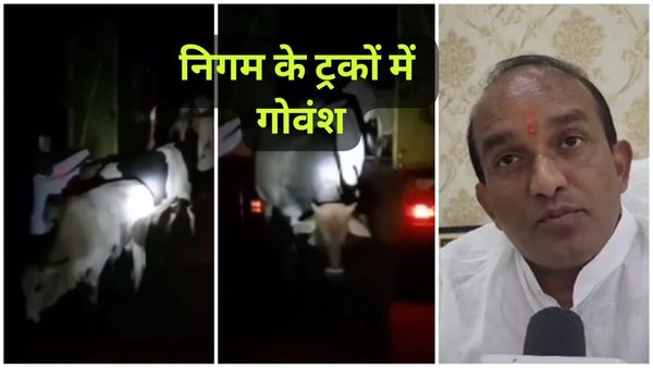 Bhopal News: भोपाल नगर निगम ट्रक में मिली गोवंश, कर्मचारियों की भूमिका संदिग्ध, जांच जारी