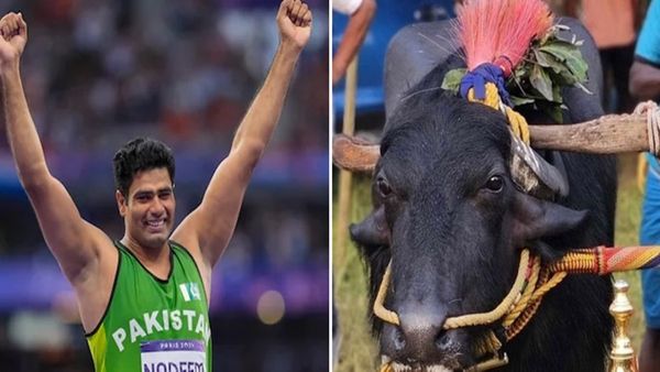 ओलंपिक में गोल्ड मेडल जीतने का अनोखा तोहफा, अरशद नदीम को ससुर से गिफ्ट में मिलेगी भैंस 