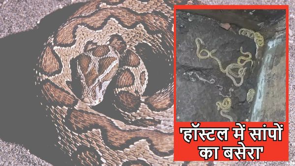 Bihar News: लड़कियों के हॉस्टल में था दुनिया के सबसे ज़हरीले सांपों का बसेरा, एक्सपर्ट ने किया ये काम
