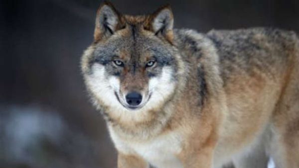 बहराइच में आदमखोर भेड़ियों का आतंक, दो महीने में 1 महिला समेत 8 बच्‍चों को उतारा मौत के घाट