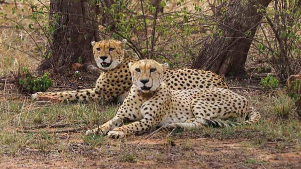 MP News: कूनो में चीते 'पवन' की मौत, झाड़ियों के बीच नाले में मिला शव, डूबने की आशंका