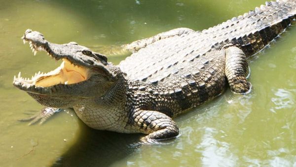 झाड़ियों के पीछे जैसे ही शौच करने बैठी, वैसे ही खींच ले गया मगरमच्छ; वृद्ध के साथ आगे क्या हुआ?