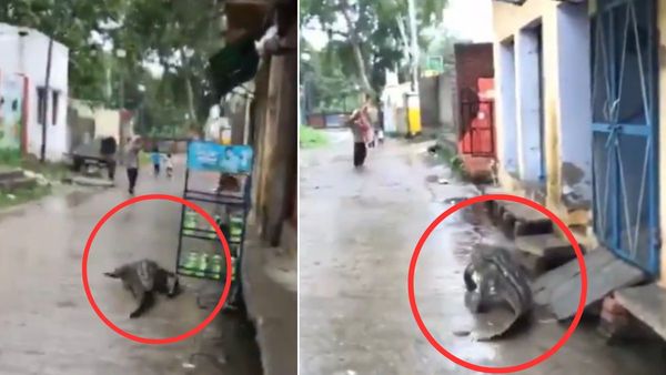 बारिश के बाद गांव की सड़कों पर जॉगिंग करता दिखा मगरमच्छ, शिकारी को देख लोगों का हाल बेहाल; Video