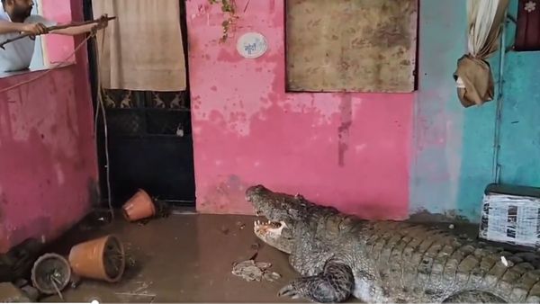गुजरात: भारी बारिश से मची हर तरफ आफत, रिहाइशी इलाकों में पहुंचे रहे मगरमच्छ, लोगों में दहशत