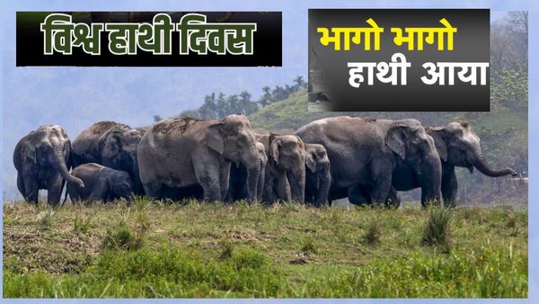 World Elephant Day: हाथी कब बनेगा साथी? छत्तीसगढ़ में मानव हाथी संघर्ष रोकने के सारे प्रयास विफल, आंकड़े और तथ्य