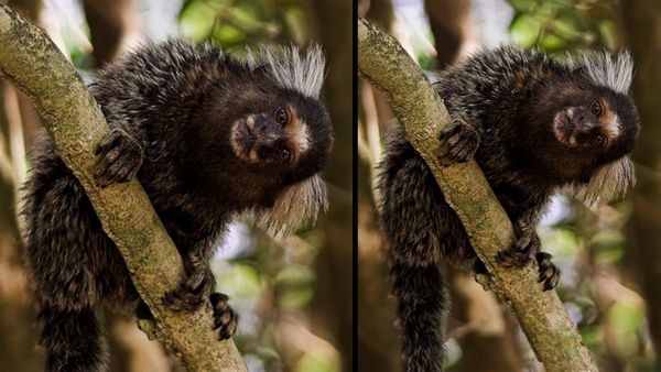 बंदर आपस में संवाद करने के लिए रखते हैं एक-दूसरे का नाम, शोध में हुआ ये बड़ा खुलासा