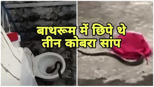 Indore News: इंदौर में घर के वॉशरूम से निकले तीन कोबरा सांप, परिवार में मचा हड़कंप, जानिए फिर क्या हुआ