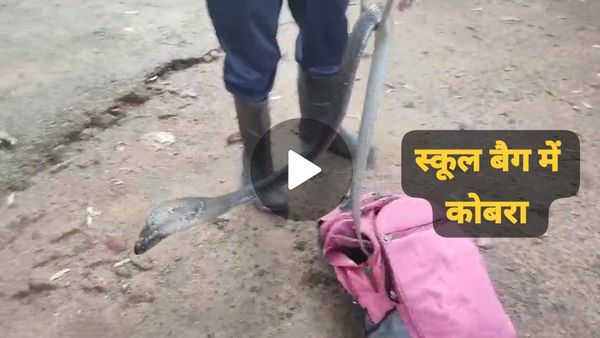 Betul News: बच्चे के स्कूल बैग से निकला खतरनाक कोबरा सांप, रेस्क्यू करने का वीडियो आया सामने