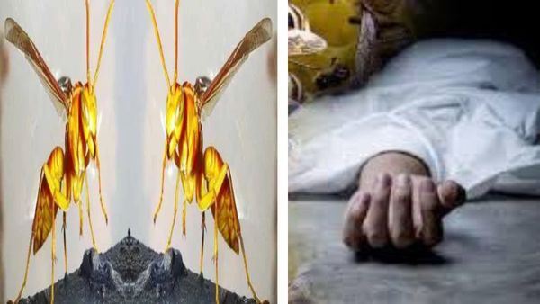 उत्तराखंड के टिहरी में दर्दनाक हादसा,गाय चराने जंगल की ओर जा रहे पिता-पुत्र की ततैया के हमले ने ली जान